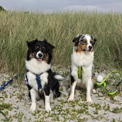 Y-Geschirr für Hunde