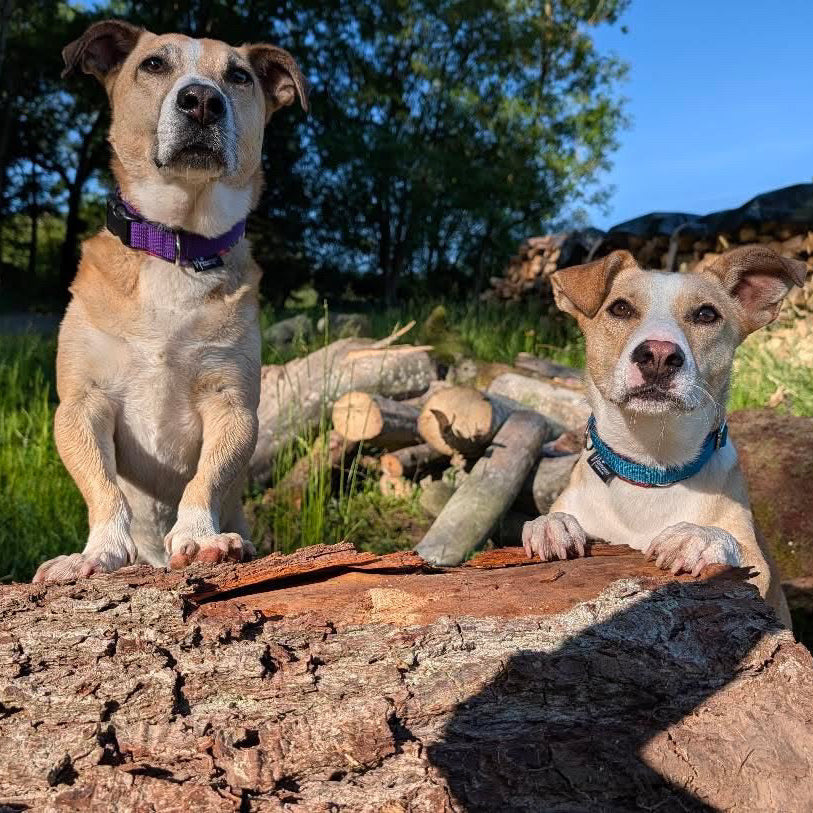 Hundehalsband