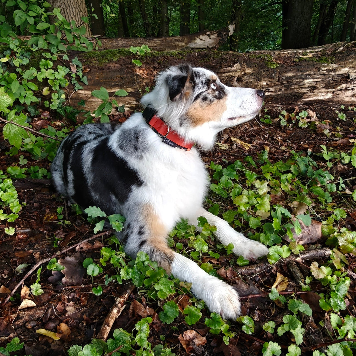 Hundehalsband