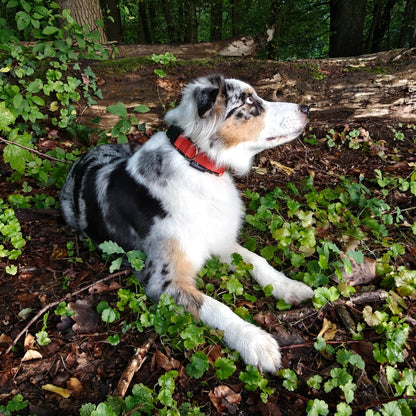 Hundehalsband