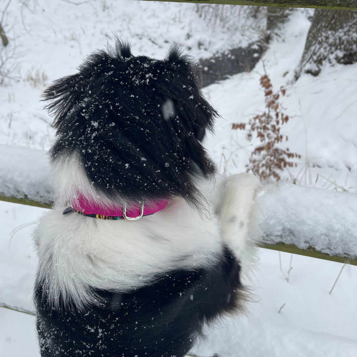 Hundehalsband | Breit