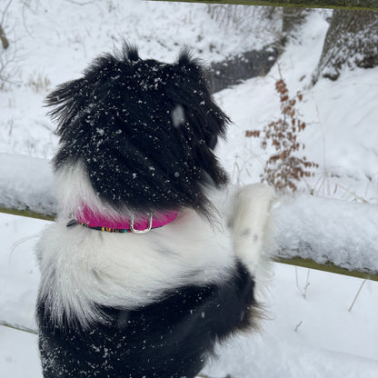 Hundehalsband | Breit